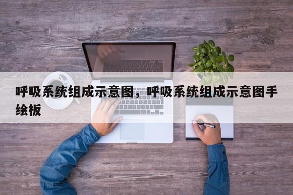 呼吸系统组成示意图，呼吸系统组成示意图手绘板